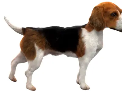  Beagle Dog Anatomy 