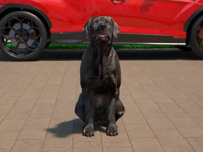  Black Begging Labrador Dog Fur Animated Rigged 