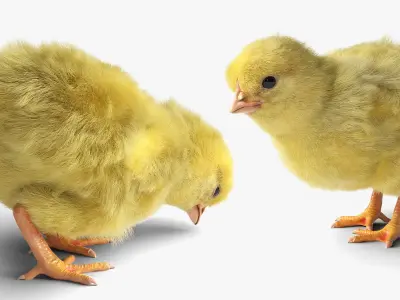  Baby Chick Fur Rigged For Blender 