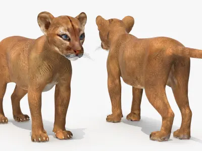 Puma Cub Playing Animated Rigged 