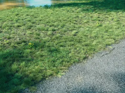 Realistic Grass Pack - CGrass v2 3D model