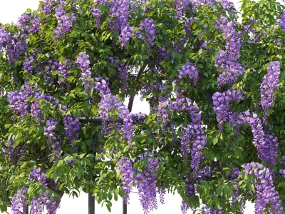 American Wisteria 02 3D model