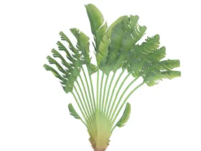 Crane Flower Plant 3D model