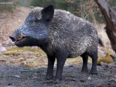  Wild Boar Male Fur 