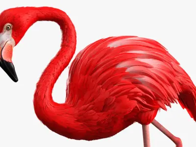  Red Flamingo Tropical Walking Pose 