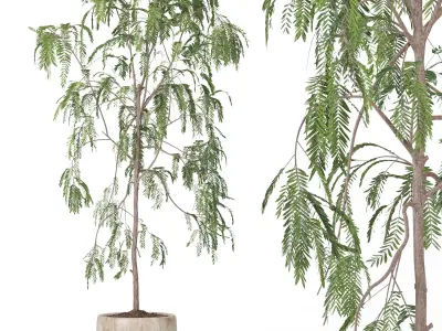 Indoor Plant Suamei 3D model