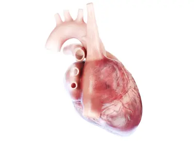  Human Heart Collection Static 