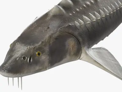  White Sturgeon Rigged for Maya 