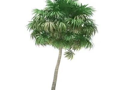 Thatch Palm Tree 3D Model 7m 3D model