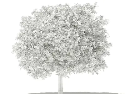 Pomelo Tree 3D model