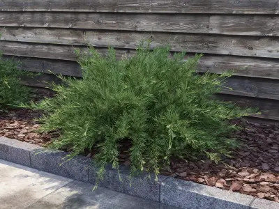 Savin Juniper - Juniperus sabina 3D model