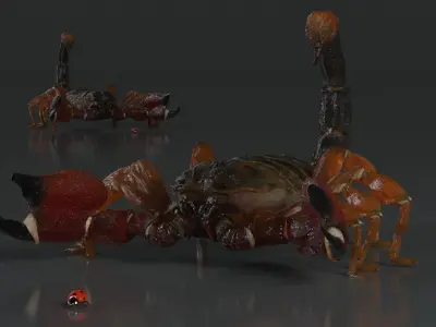  Hunting Scorpion Fur Animated Rigged for Cinema 4D 