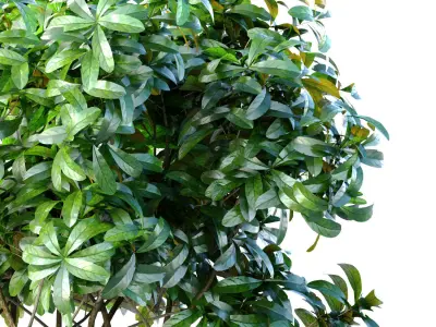Outdoor garden plant tree Shrub 3D model