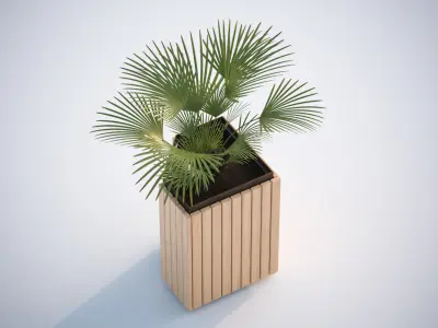 Palm tree in a high planter 3D model