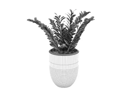 Zamifolia in Tall Round Planter 3D model
