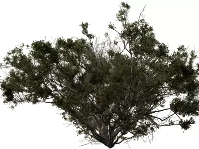 Photorealistic Bush   Shrub 3D Model Pack Low-poly 3D model