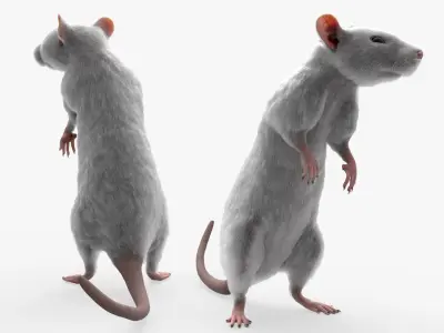  White Rat Fur Rigged For Blender 
