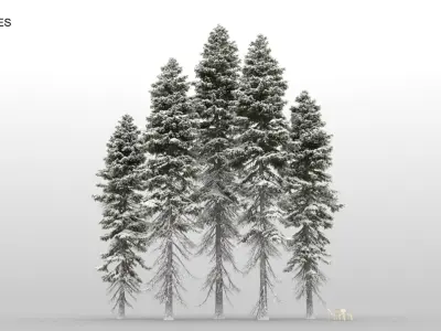  80 Pine Trees with snow 