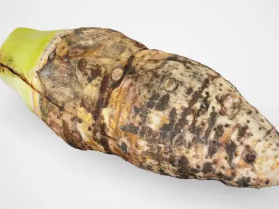 Taro Root - Photorealistic Scan Low-poly 3D model