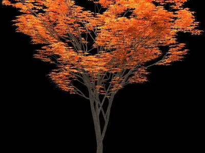Zelkova keyaki autumn 3D model