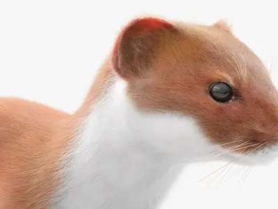  Stoat Mammal Wildlife Running Animated Fur Rigged For Blender 