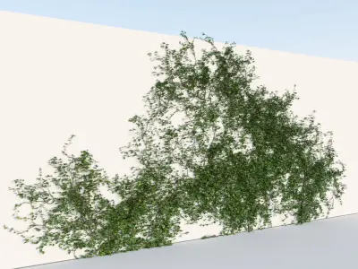 Realistic Climbing Ivy Collection 3D Model Pack