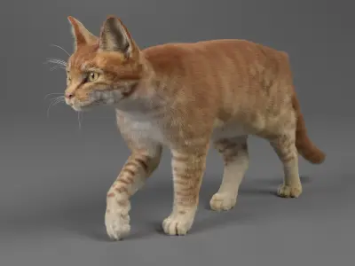  Cat Red Tabby ANIMATED 