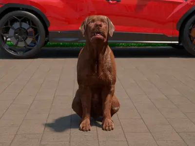  Brown Labrador Dog Begging Pose Fur Animated Rigged for Cinema 4D 