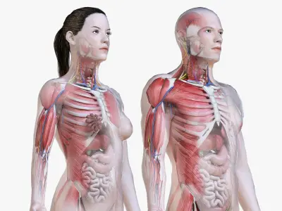  Full Male And Female Anatomy Low Poly Set 
