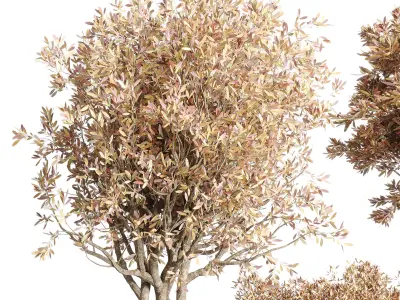 Outdoor Indoor plant dirty stone pots dry tree autumn plants 3D model