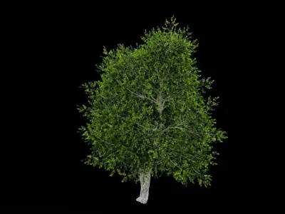 Realistic Tree Low-poly 3D model