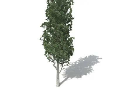 XfrogPlants White Kauri 3D model