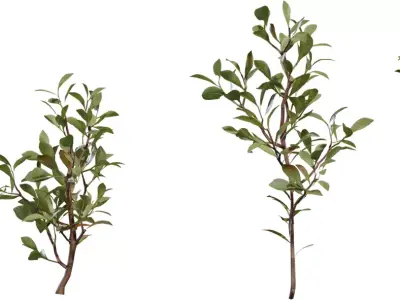 Photorealistic Shrub Branch Pack Low-poly 3D model