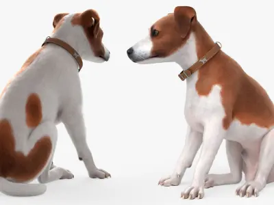  Hunting Jack Russell Running Animated Fur Rigged For Blender 