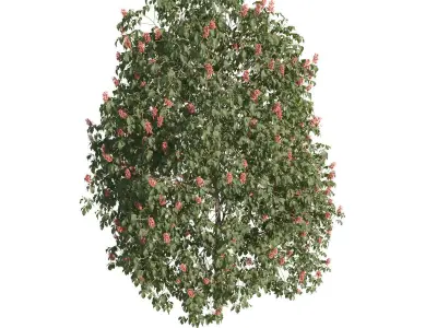 Aesculus x carnea 201SP FL 3D model