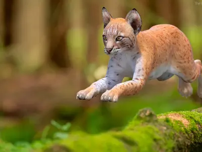  Lynx Cub in Jumping Pose for 3D Print 