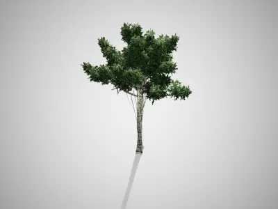 Agarwood Tree Low-poly 3D model