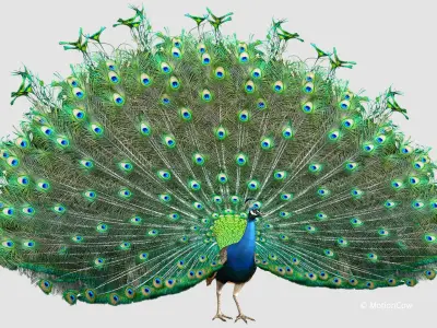  Peacock 