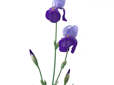 Dark-light lilac irises 3D model