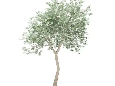 Olive Tree 3D model