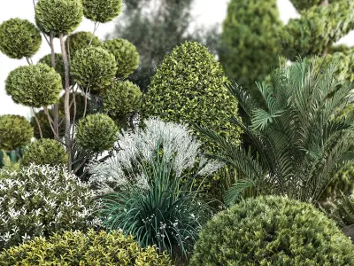 Group outdoor plants  Hedges 2 3D model
