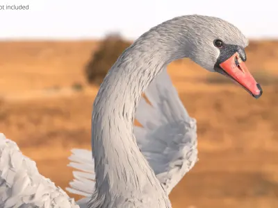  White Swan Swimming Animated Rigged for Blender 