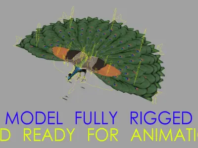  Pavo Cristatus "Indian Peacock" 