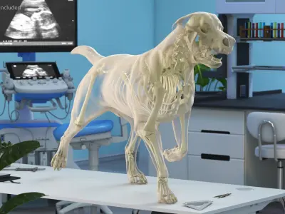  Dog Skeleton Anatomy with Translucent Shell Rigged for Cinema 4D 