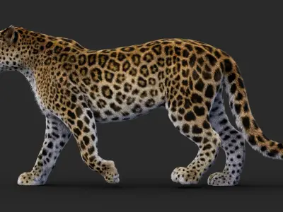 Rigged Leopard 3D Model 