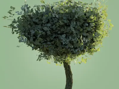 High-Poly Tree Model eucalyptus Low-poly 3D model