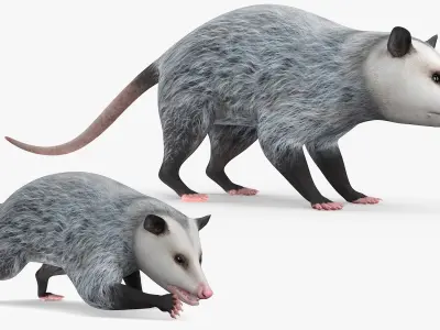  Opossum Eating Animated Rigged for Cinema 4D 