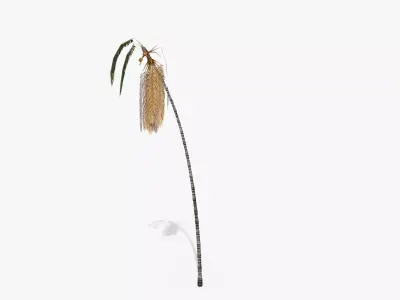 Coconut Palm Tree - Asset 3572H15 Low-poly 3D model
