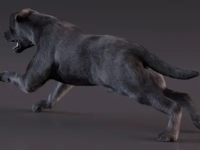  Black Labrador Dog Running Fur Animated Rigged for Maya 
