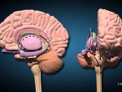  Human Brain Ultimate V2 